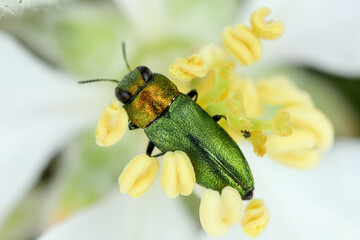 Jewel beetle, Metallic wood-boring beetle (Anthaxia nitidula), sitting on a flower of apple tree. The larvae of this insect develop in the wood of, among others, trees in orchards.