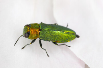 Fototapeta premium Jewel beetle, Metallic wood-boring beetle (Anthaxia nitidula), sitting on a flower of apple tree. The larvae of this insect develop in the wood of, among others, trees in orchards.