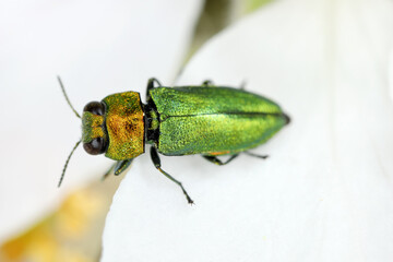Jewel beetle, Metallic wood-boring beetle (Anthaxia nitidula), sitting on a flower of apple tree. The larvae of this insect develop in the wood of, among others, trees in orchards.