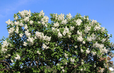 In the spring, lilac blooms in the garden