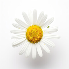 A close up of chamomile flower on a white surface. Generative AI.