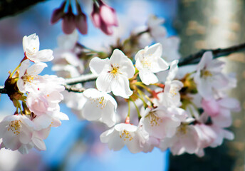 Fototapeta premium Interesting, White Blooms on a Tree–Nursery, Landscaping, Ornamental Trees & Bushes, Gardening, Club, Arborist, Party, Invitation, Botany, Background, Backdrop, Flier, Poster, Advertisement, Wallpaper
