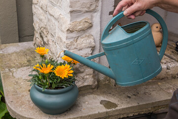 Watering plants with yellow flowers using a green watering can. With stones in the background.