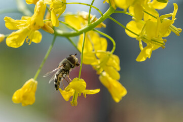 Hoverfly Side View on Bright Yellow Brassica Flower
Description: Detailed profile macro of a...