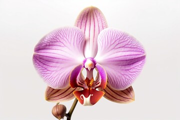 Close-Up Orchid: White Background. Generative AI