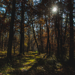 Fototapeta premium Las