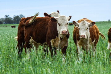Cattle raising  with natural pastures in Pampas countryside, La Pampa Province,Patagonia, Argentina.