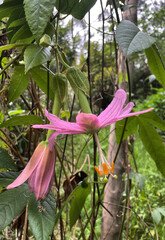 Bananenmaracuja (Passiflora) an der Levada Do Rei auf Madeira, Portugal