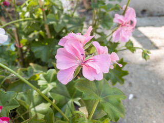 Flowers of Pelargonium hortorum, commonly called zonal geranium or garden geranium. Pink, red and white flowers.