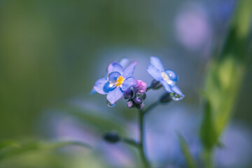 little blue forget me not flowers with rain drop