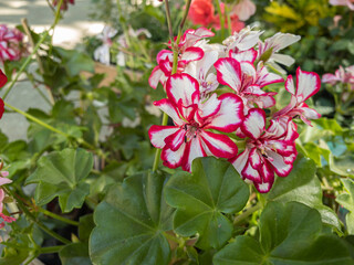 Flowers of Pelargonium hortorum, commonly called zonal geranium or garden geranium. Pink, red and white flowers.