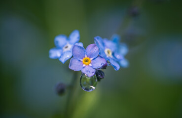 little blue forget me not flowers with rain drop