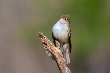 Fototapeta premium White crested Elaenia, Elaenia albiceps, calden Forest, La Pampa province , Patagonia, Argentina