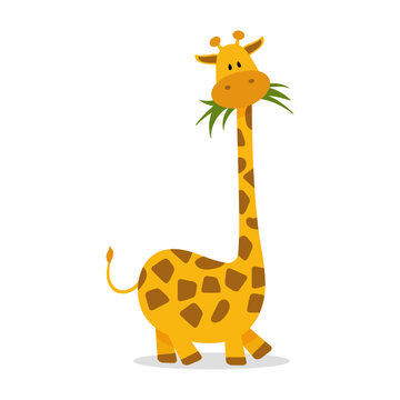 Vector cartoon giraffe with long neck chewing leaves, grass, illustration for a children book,  for designs, prints and patterns. Isolated on white background 