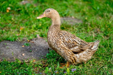 duck on a field of grass, organic poultry farm, duck on a farm