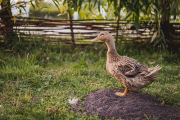 duck on a field of grass, organic poultry farm, duck on a farm