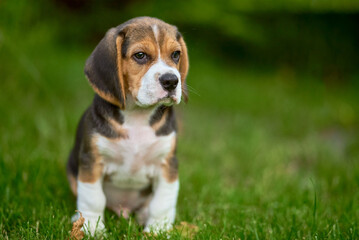 Beagle puppy on the grass