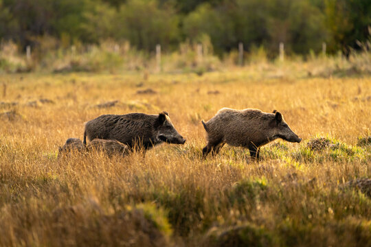 Jabali Salvaje en pradera de la patagonia
