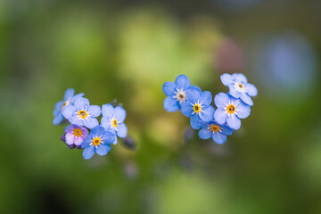 little blue forget me not flowers with rain drop