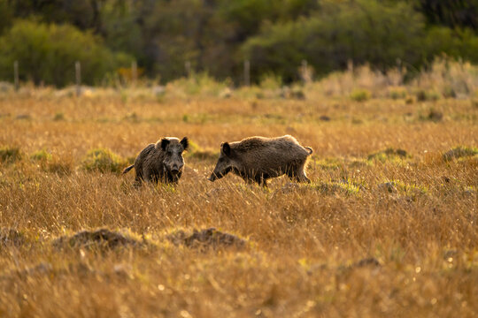 Jabali Salvaje en pradera de la patagonia