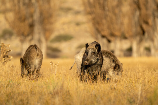 Jabali Salvaje en pradera de la patagonia