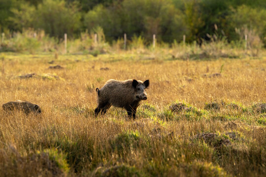 Jabali Salvaje en pradera de la patagonia