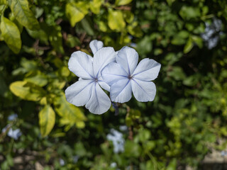 Plumbago auriculata blue flowers also called the cape leadwort, blue plumbago or Cape plumbago,...