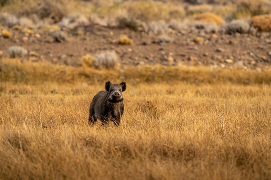 Jabali Salvaje en pradera de la patagonia