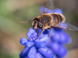 A bee on the flower