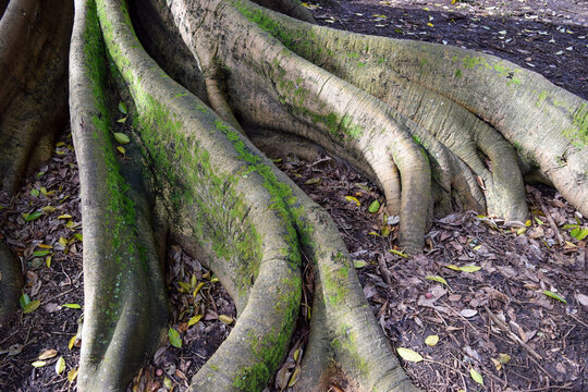 Roots of an ombu tree in Auckland, New Zealand