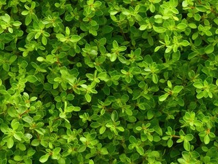 Obraz premium Thyme background as seamless tile (generative AI)