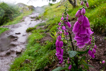 Close up of purple foxgloves on the Isle of Skye 