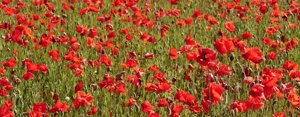 Fototapeta premium Campo di papaveri