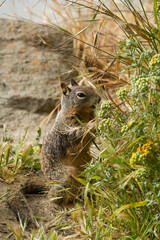 Foraging squirrel