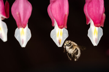 bee on a bleeding heart flower - 602777601