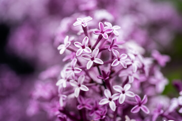 close up photo of blooming lilac - 602777627
