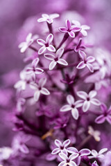 close up photo of blooming lilac - 602777634