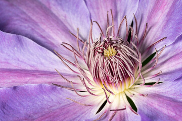 macro close up photo of purple clematis - 602777653