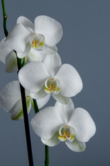 white flowers of blooming Phalaenopsis orchid, isolated from the background, decorative plant, close up