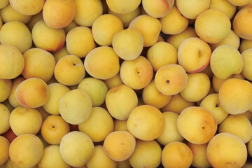 南高梅を収穫　笊に山盛り