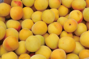 南高梅を収穫　笊に山盛り