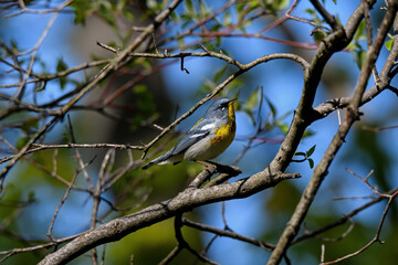 Northern Parula (Setophaga americana) on a branch in bright sun during Spring migration. It is a small New World warbler. It breeds in eastern North America. 