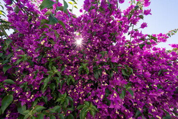 blooming bougainvillea bush with sun shining through - 602778007