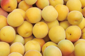 南高梅を収穫　笊に山盛り