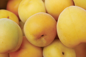 南高梅を収穫　笊に山盛り