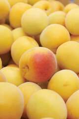 南高梅を収穫　笊に山盛り