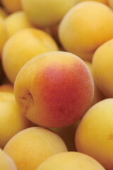 南高梅を収穫　笊に山盛り