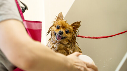 dog in the dog salon takes a bath. animal care, wool care, grooming salon