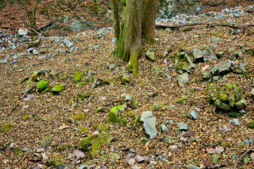 丹沢山地の菰釣山　晩秋のブナ沢
