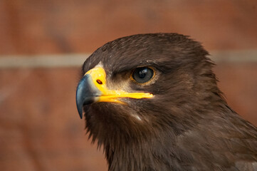 Bird portrait close up watching 